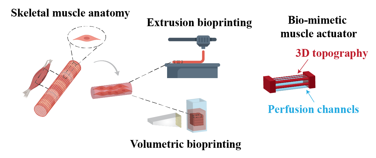 Engineering a cm-scale contractile 3D skeletal muscle actuators for biohybrid robots